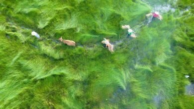 business landscape analysis report